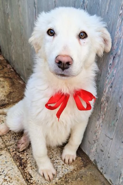 GLI OCCHI DI WHITE PARLANO | Foto 2