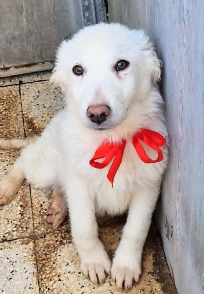 GLI OCCHI DI WHITE PARLANO | Foto 0