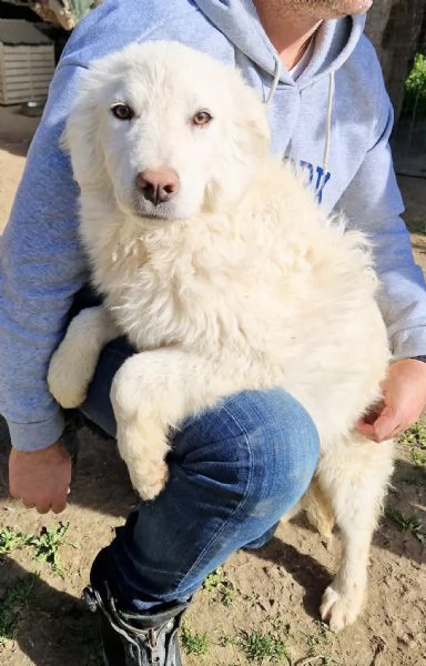 GLI OCCHI DI WHITE PARLANO | Foto 4