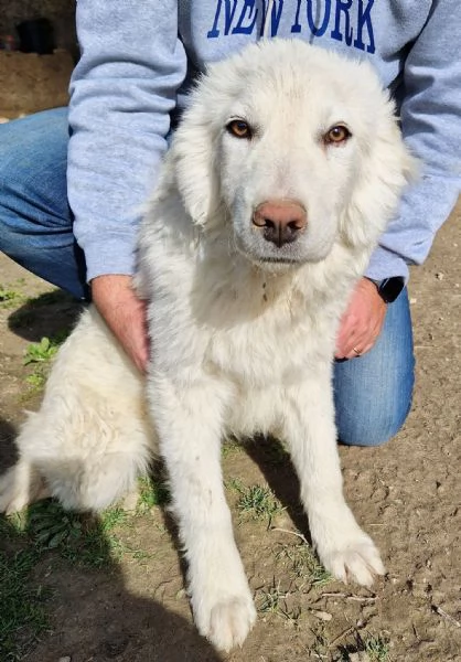 GLI OCCHI DI WHITE PARLANO | Foto 3