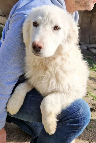 GLI OCCHI DI WHITE PARLANO | Foto 2