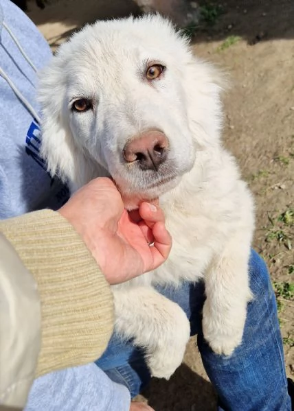 GLI OCCHI DI WHITE PARLANO