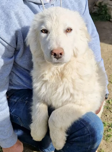 GLI OCCHI DI WHITE PARLANO | Foto 1