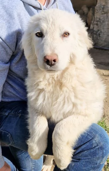 GLI OCCHI DI WHITE PARLANO | Foto 0