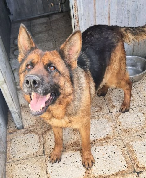 IRISGIOVANE PASTORE IN CANILE | Foto 5