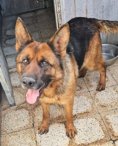 IRISGIOVANE PASTORE IN CANILE | Foto 3