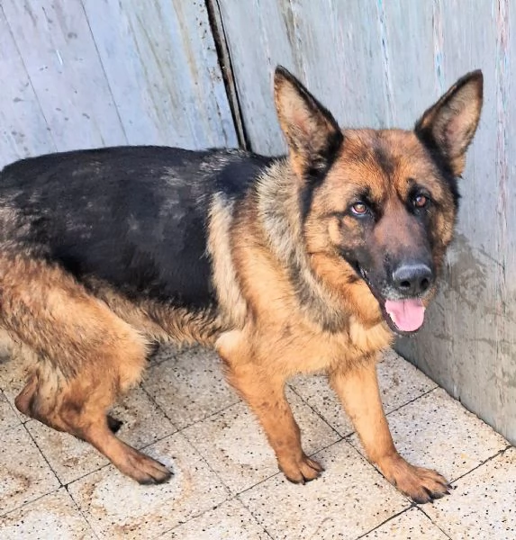 IRISGIOVANE PASTORE IN CANILE | Foto 2