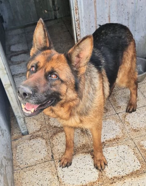 IRISGIOVANE PASTORE IN CANILE | Foto 1