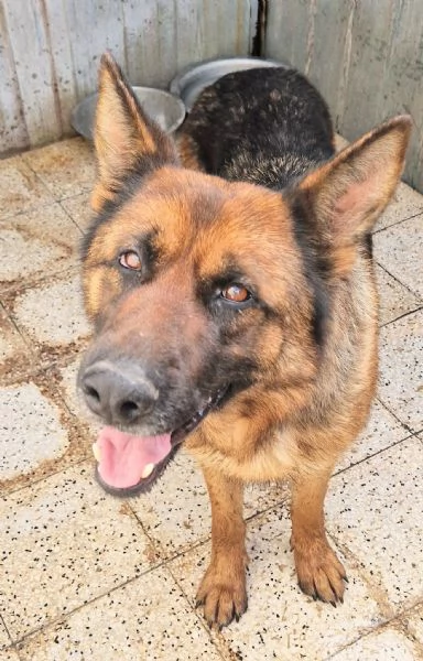 IRISGIOVANE PASTORE IN CANILE | Foto 0