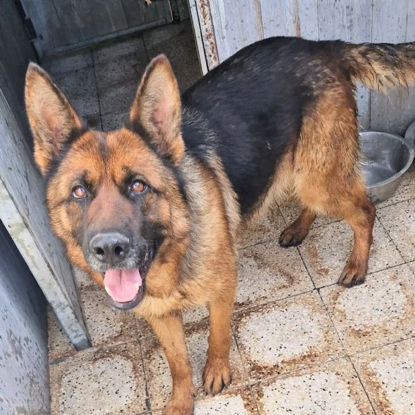 IRISGIOVANE PASTORE IN CANILE