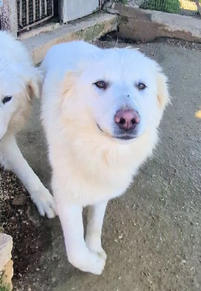 DAFNEIN CANILE | Foto 6