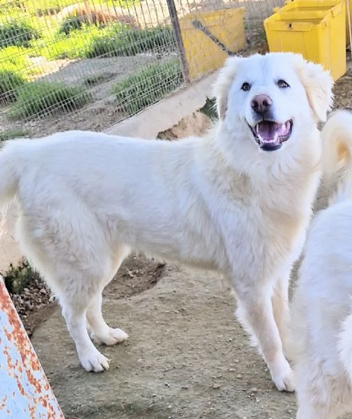 DAFNEIN CANILE | Foto 5