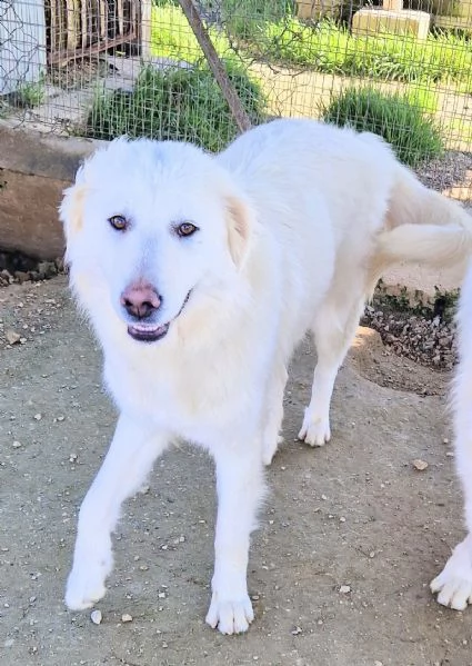 DAFNEIN CANILE | Foto 4