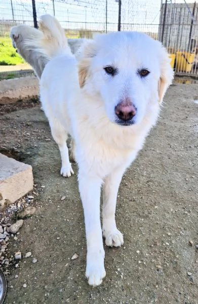 DAFNEIN CANILE | Foto 2