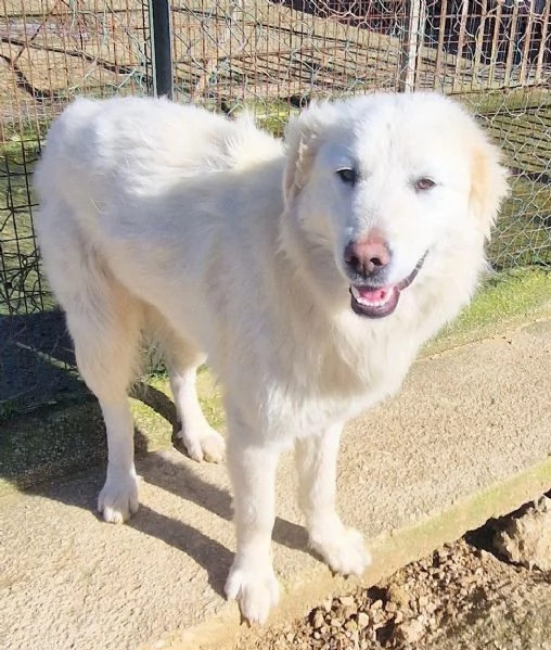 DAFNEIN CANILE | Foto 1