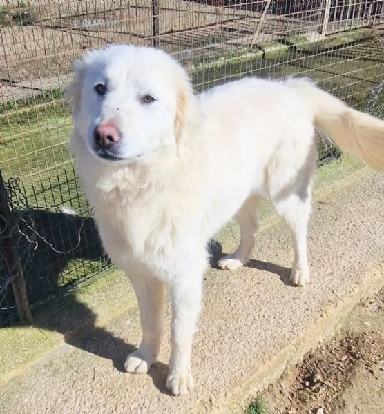 DAFNEIN CANILE | Foto 0