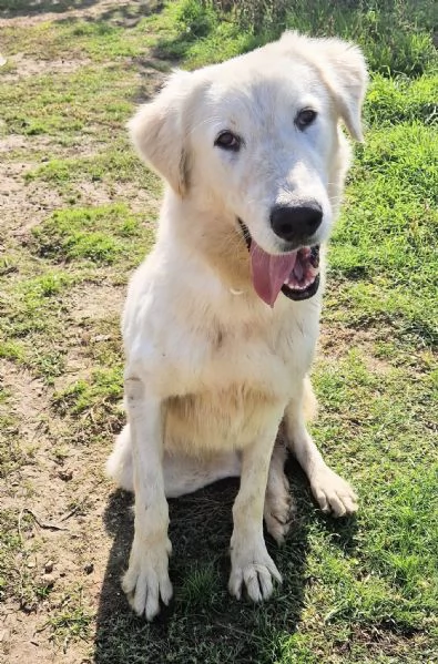 SONNYIL GIGANTE BUONOIN CANILE | Foto 6