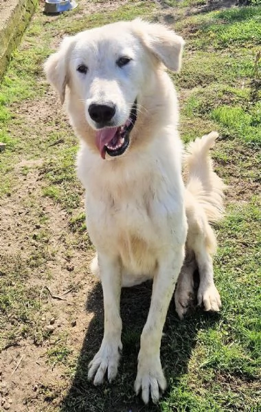 SONNYIL GIGANTE BUONOIN CANILE