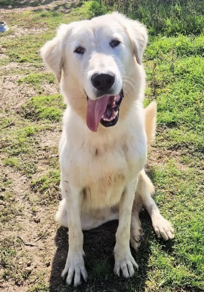 SONNYIL GIGANTE BUONOIN CANILE | Foto 5