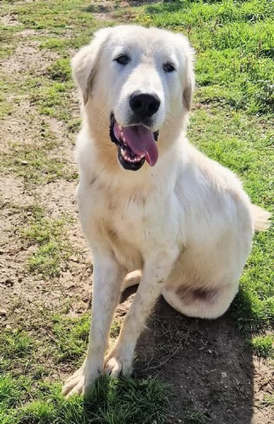 SONNYIL GIGANTE BUONOIN CANILE | Foto 4