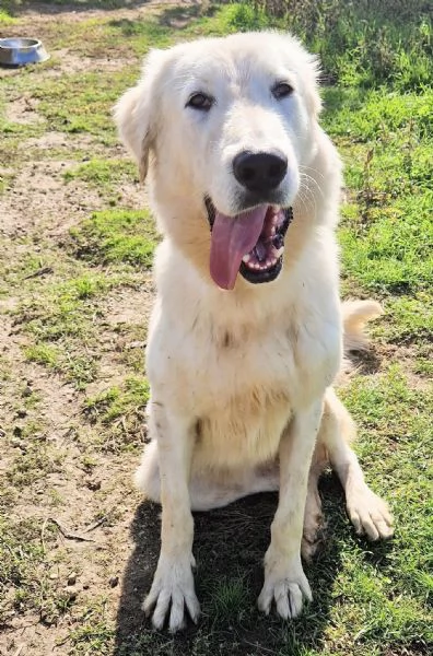 SONNYIL GIGANTE BUONOIN CANILE | Foto 3