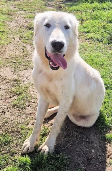 SONNYIL GIGANTE BUONOIN CANILE | Foto 1