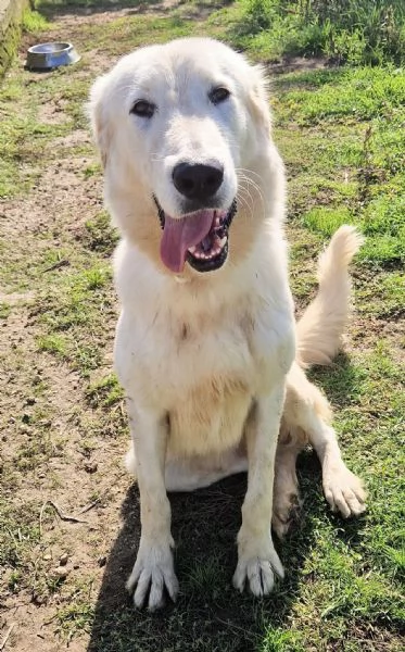 SONNYIL GIGANTE BUONOIN CANILE | Foto 0