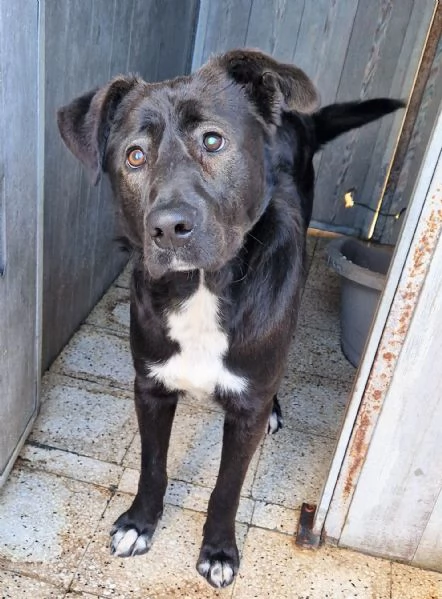 SALVA BRUNO DAL CANILE