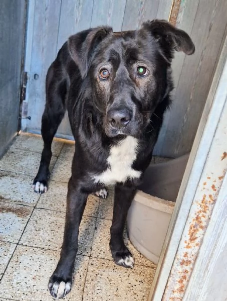 SALVA BRUNO DAL CANILE | Foto 0