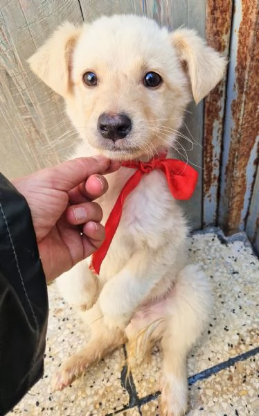 ADOTTA IL DOLCISSIMO TIMIDINO