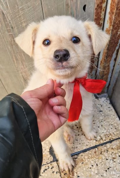 ADOTTA IL DOLCISSIMO TIMIDINO | Foto 6