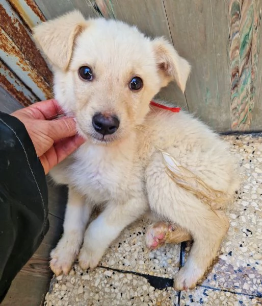 ADOTTA IL DOLCISSIMO TIMIDINO | Foto 5