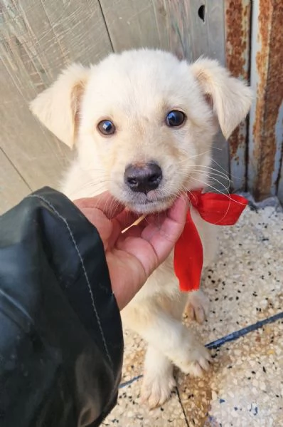 ADOTTA IL DOLCISSIMO TIMIDINO | Foto 4