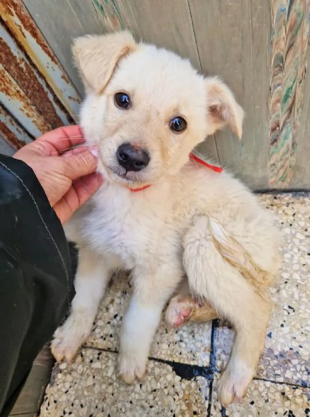 ADOTTA IL DOLCISSIMO TIMIDINO | Foto 3