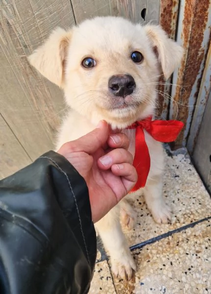 ADOTTA IL DOLCISSIMO TIMIDINO | Foto 1