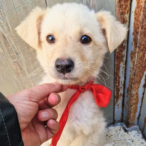 ADOTTA IL DOLCISSIMO TIMIDINO | Foto 0