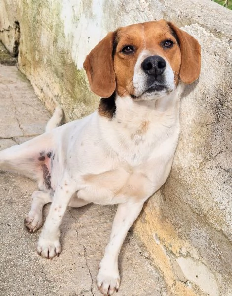 TYLERNON DEVE FINIRE IN CANILE