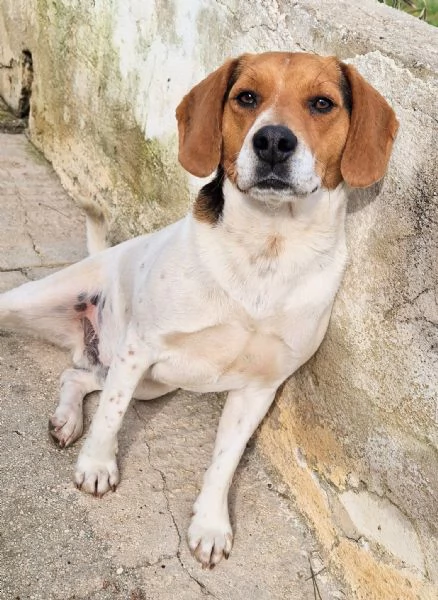 TYLERNON DEVE FINIRE IN CANILE | Foto 6