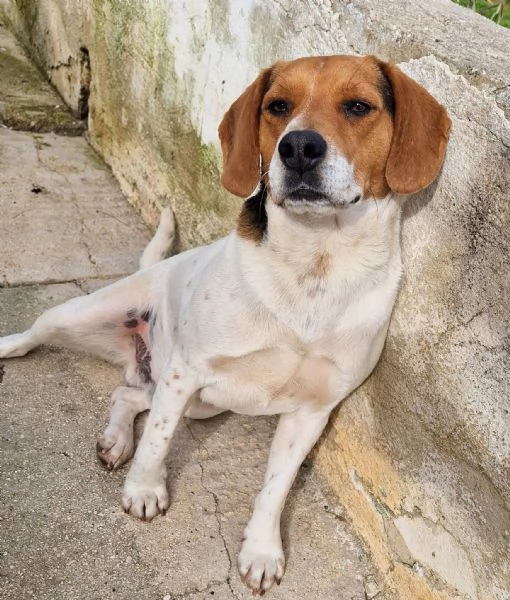 TYLERNON DEVE FINIRE IN CANILE | Foto 5