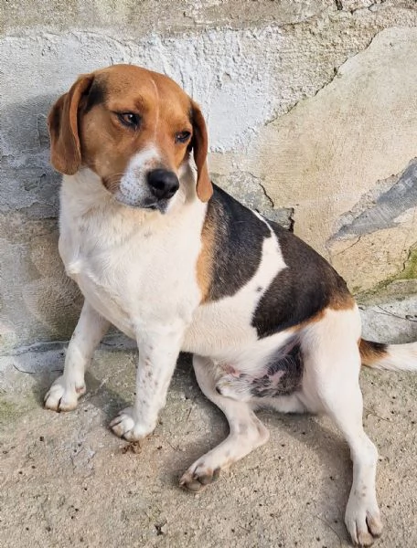 TYLERNON DEVE FINIRE IN CANILE | Foto 3