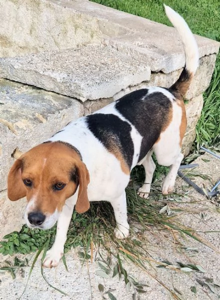 TYLERNON DEVE FINIRE IN CANILE | Foto 2