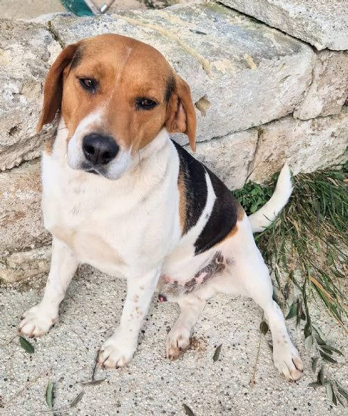 TYLERNON DEVE FINIRE IN CANILE | Foto 1