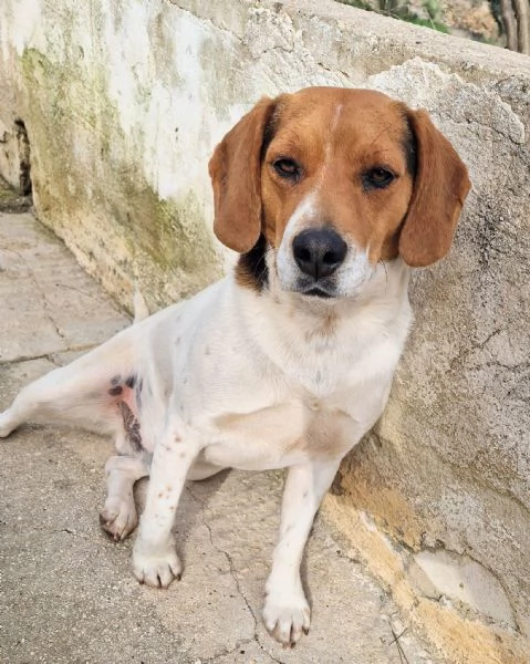 TYLERNON DEVE FINIRE IN CANILE | Foto 0