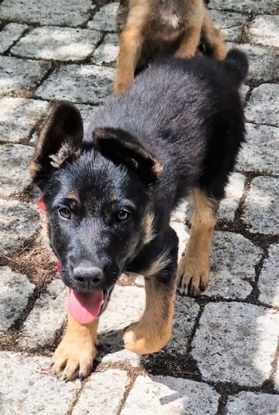 EVITIAMO IL CANILE A IGOR | Foto 6