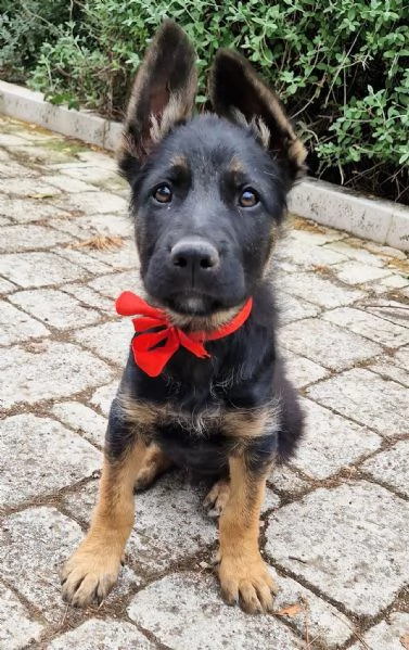 EVITIAMO IL CANILE A IGOR | Foto 3