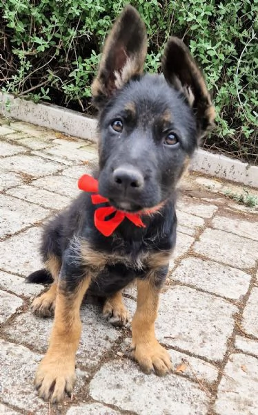 EVITIAMO IL CANILE A IGOR | Foto 2