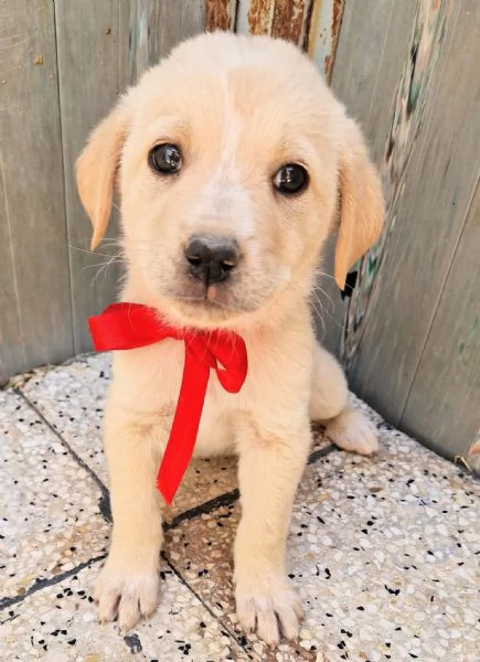 QUANTA TRISTEZZA NEGLI OCCHI DI PHOEBE | Foto 6