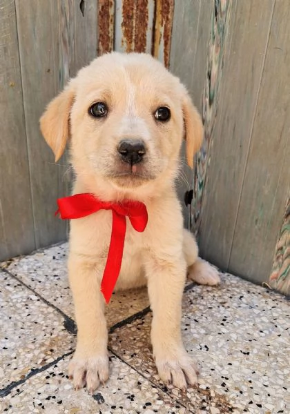 QUANTA TRISTEZZA NEGLI OCCHI DI PHOEBE | Foto 4