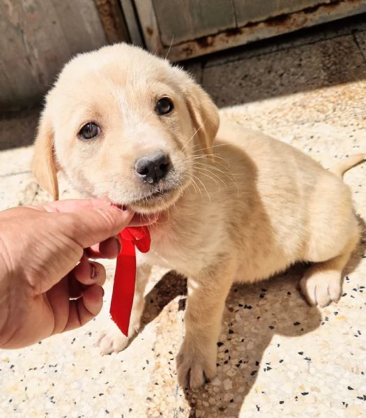 QUANTA TRISTEZZA NEGLI OCCHI DI PHOEBE | Foto 2