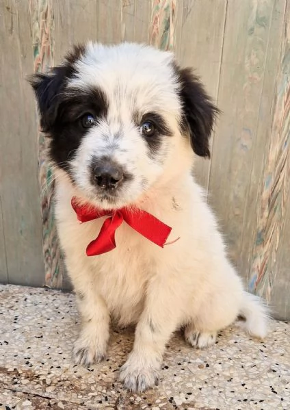 DOLLY IN CANILE | Foto 4